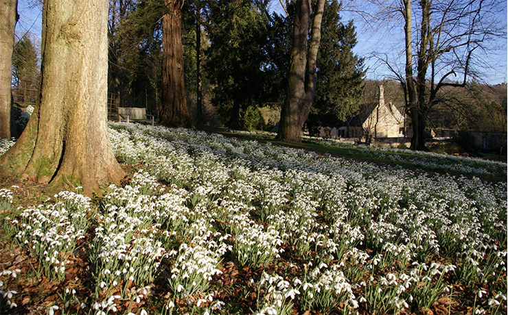 Snowdrops at Colesbourne Gardens