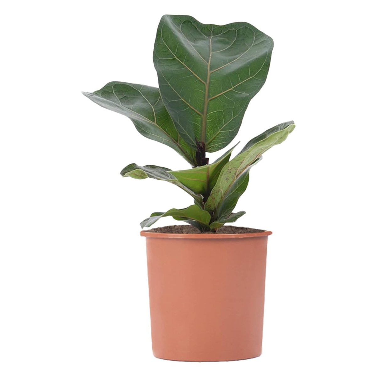 a fiddle leaf fig plant in a plastic orange pot