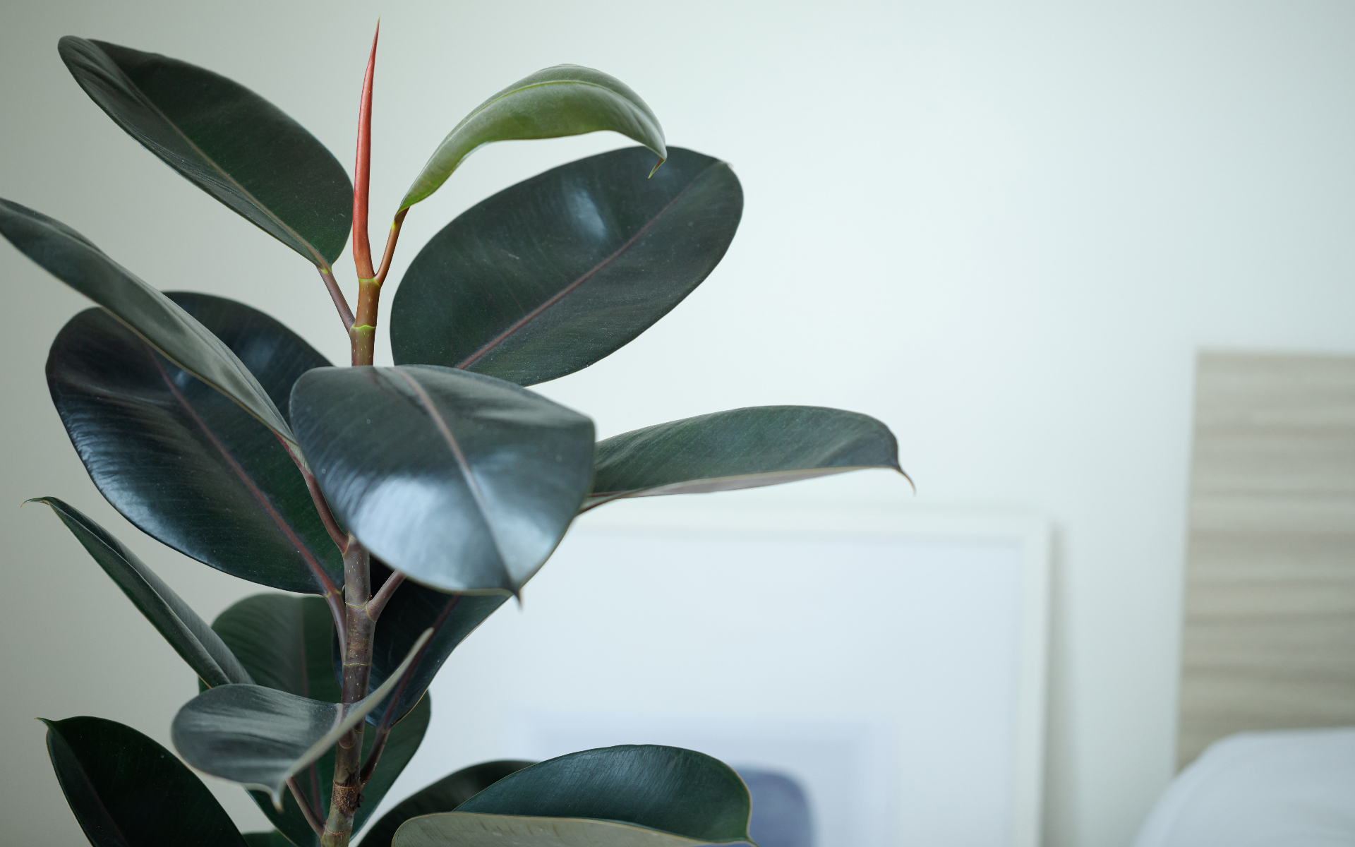 a close up of a rubber plant in a neutral bedroom