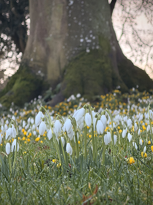 Snowdrops at Burghley House, Lincolnshire