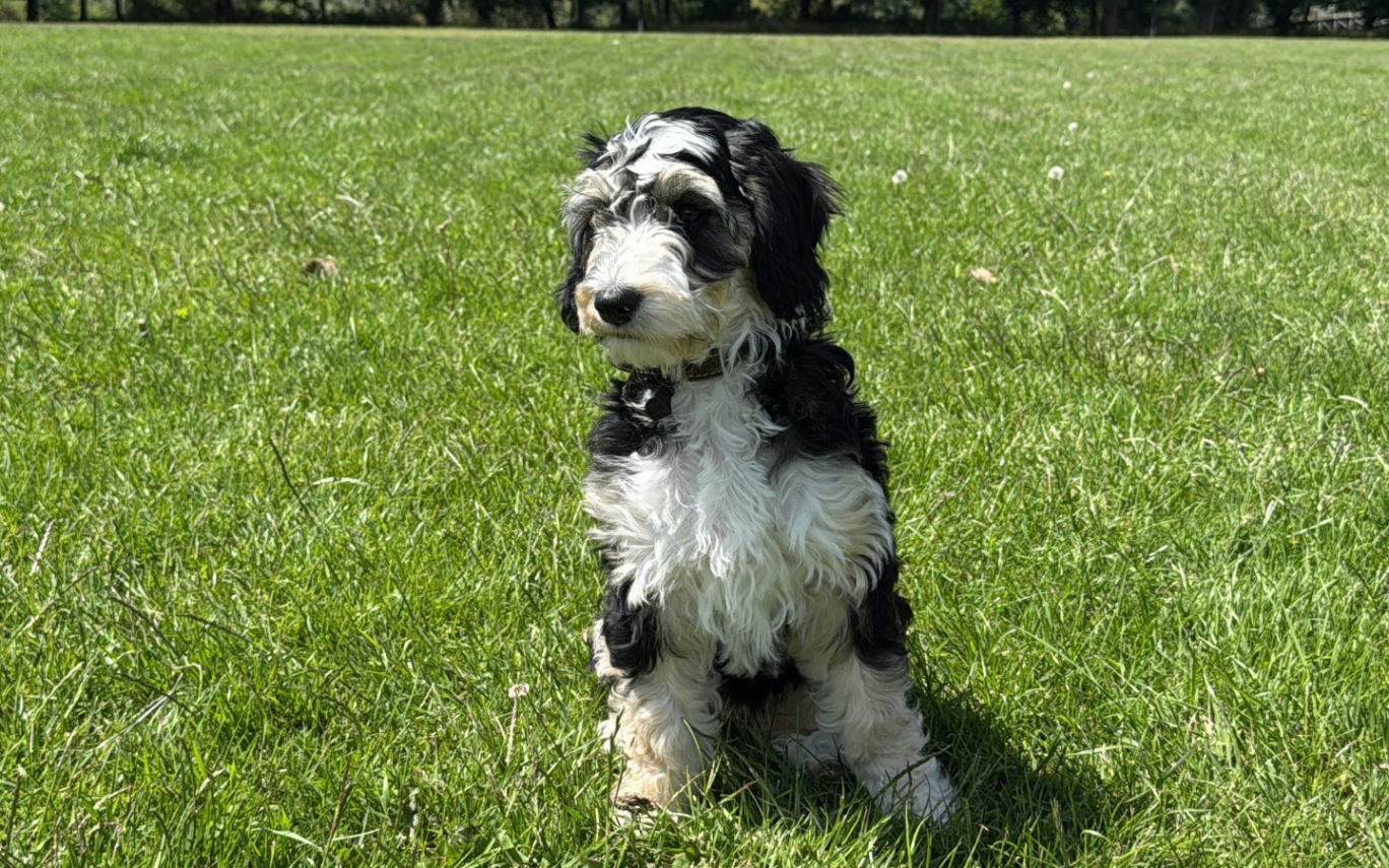 A little black and white fluffy dog sits in a field of grass