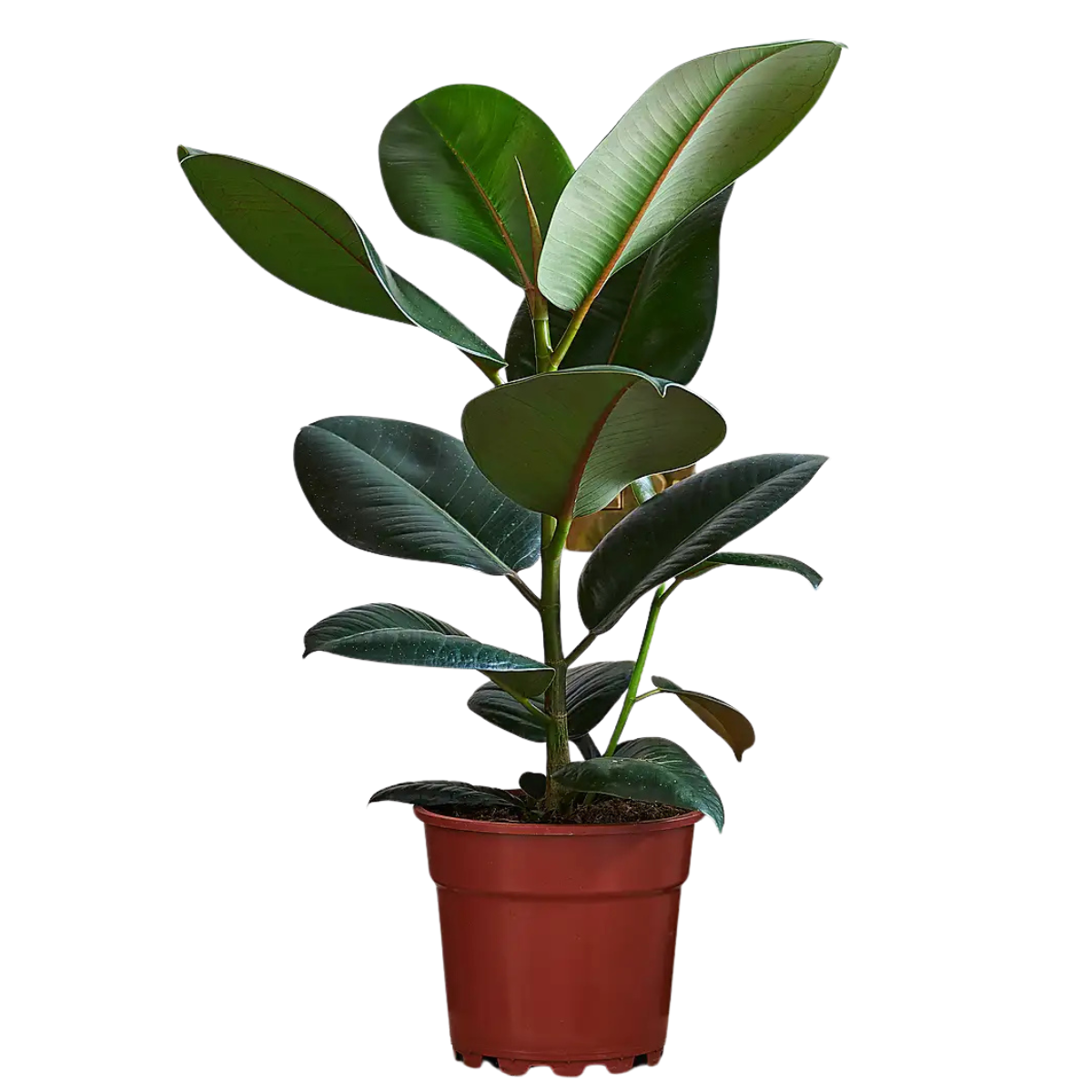 a large rubber plant in an orange plastic pot