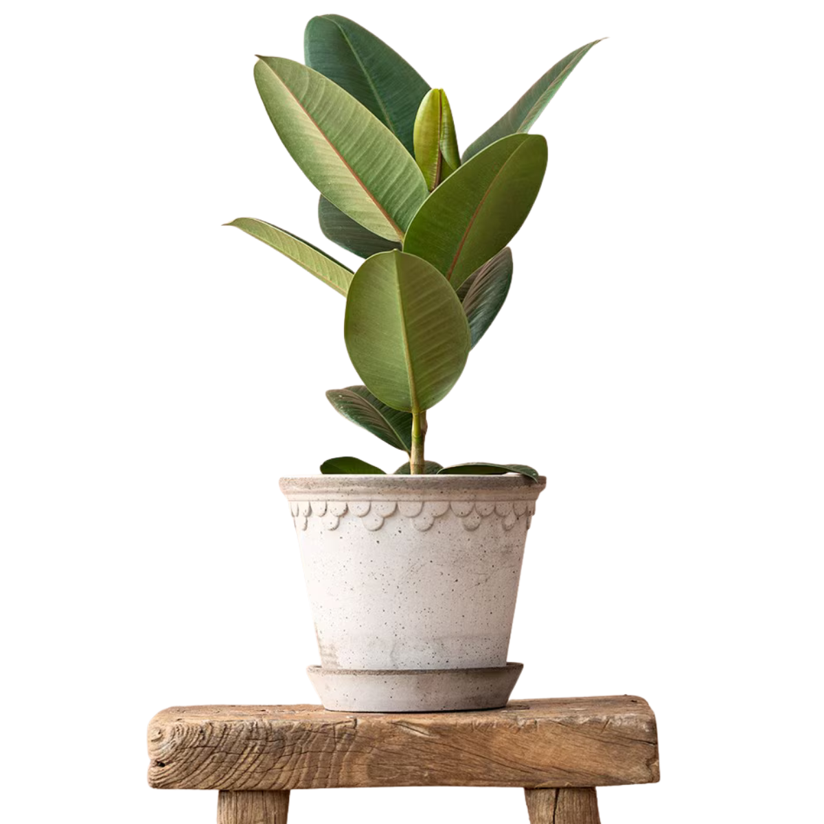 a rubber plant in a stone pot on a wooden bench