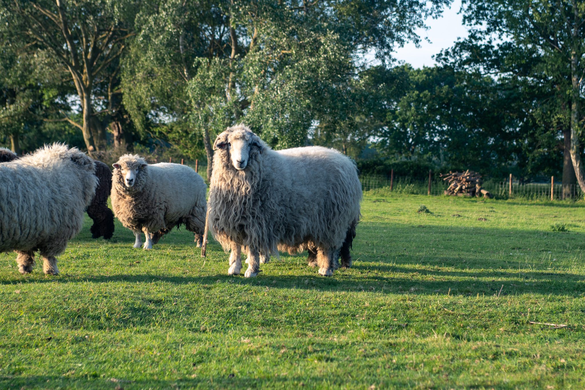 British sheep grazing in a field supplying traceable wool to Iron & Brass Bed Company