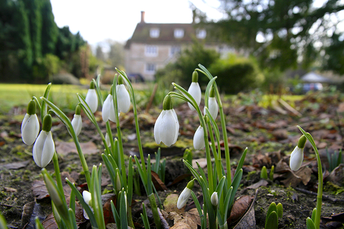 Snowdrops on the front lawn at Great Comp Garden, Kent