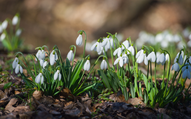 Snowdrops