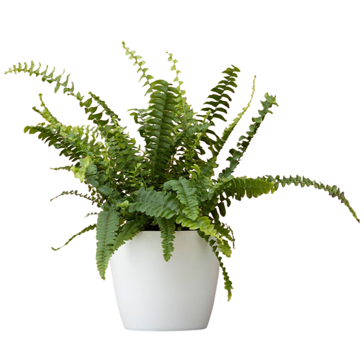 boston fern in white pot