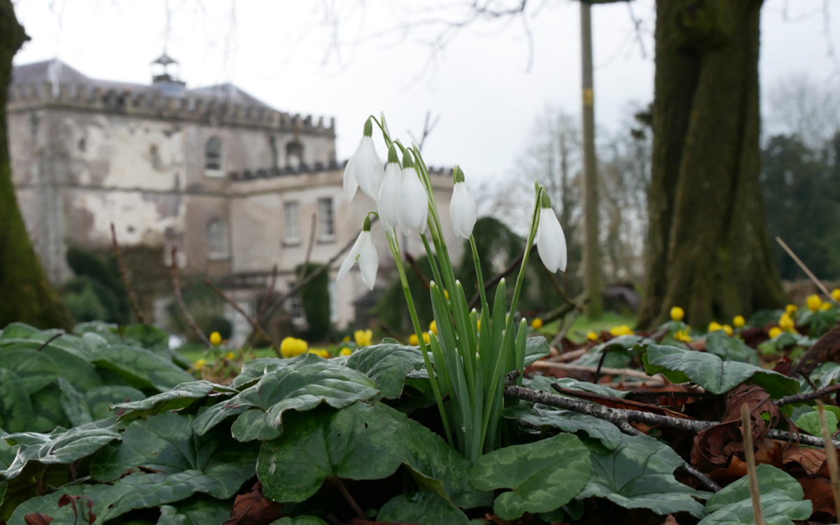 where to see snowdrops