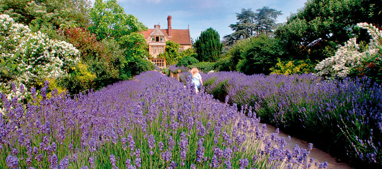 web-lavender-path