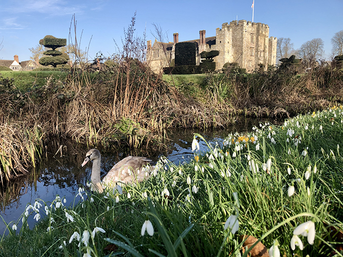 Snowdrops at Hever Castle