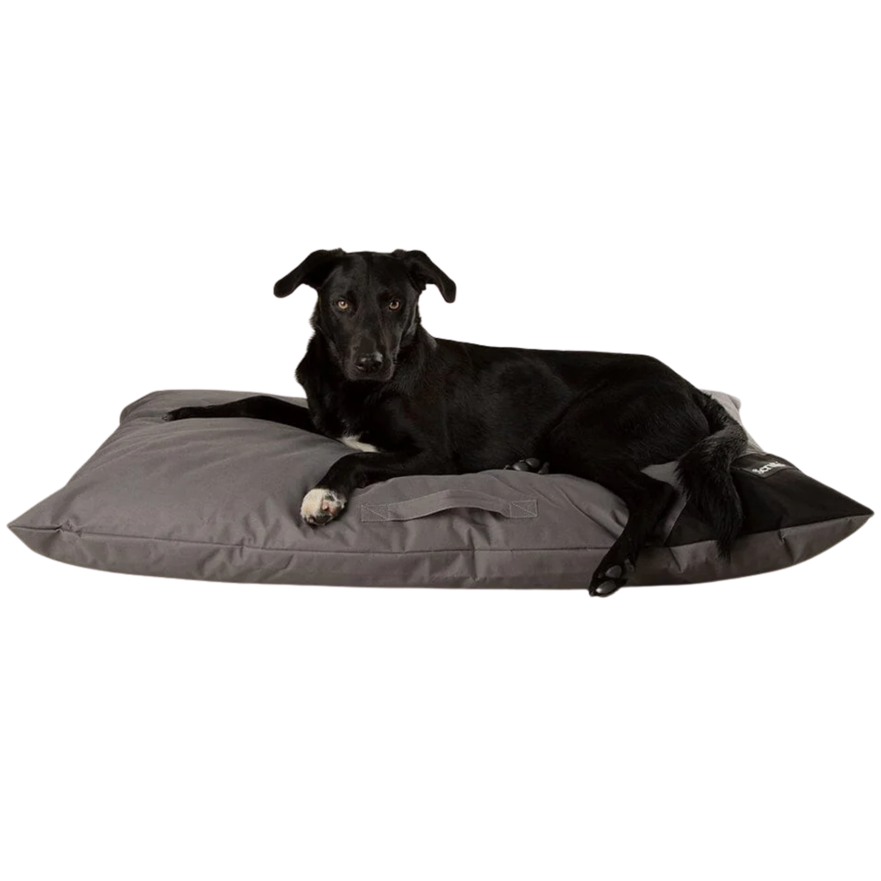 a dark grey mattress ped with a black dog on top
