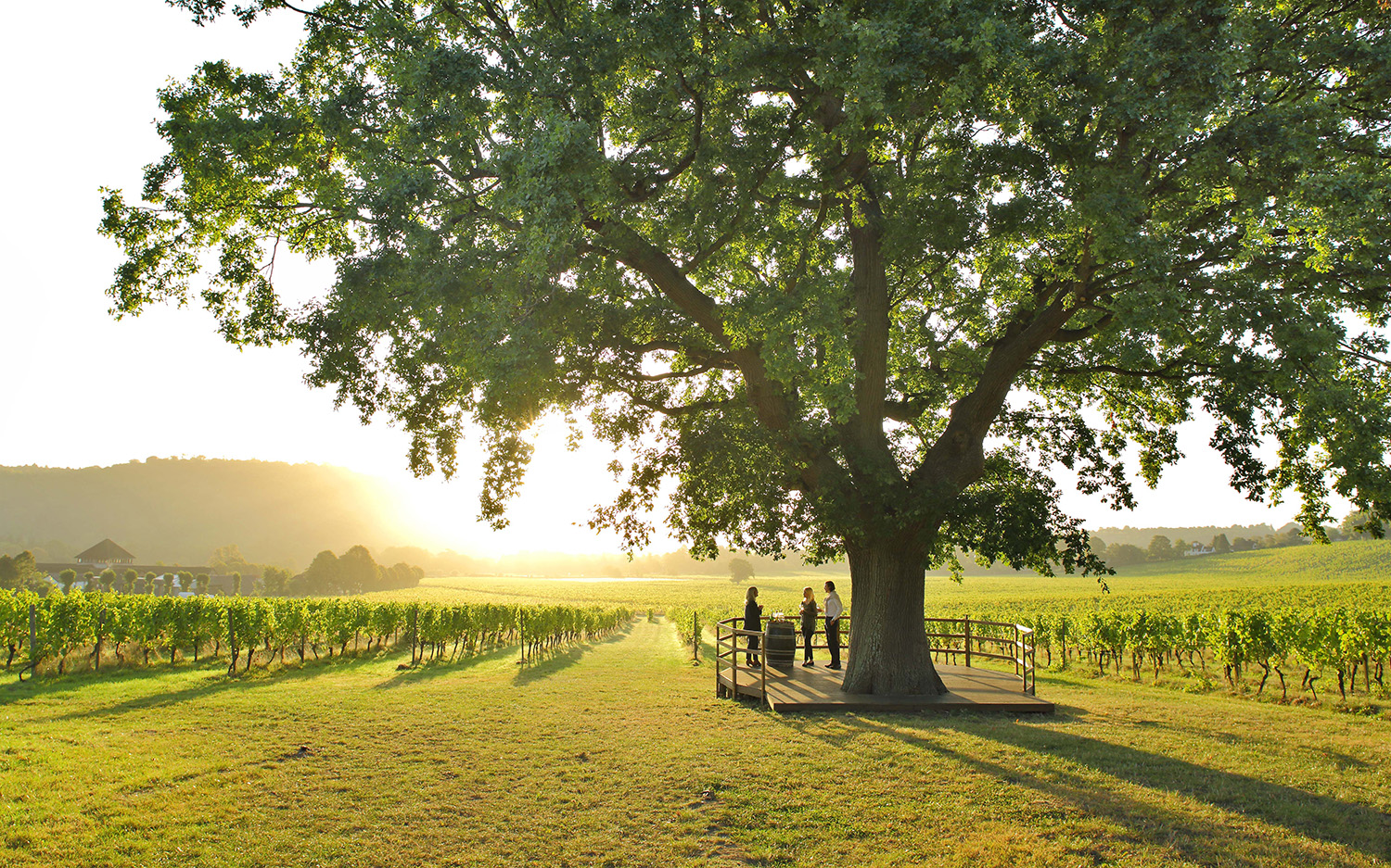 english vineyards to visit