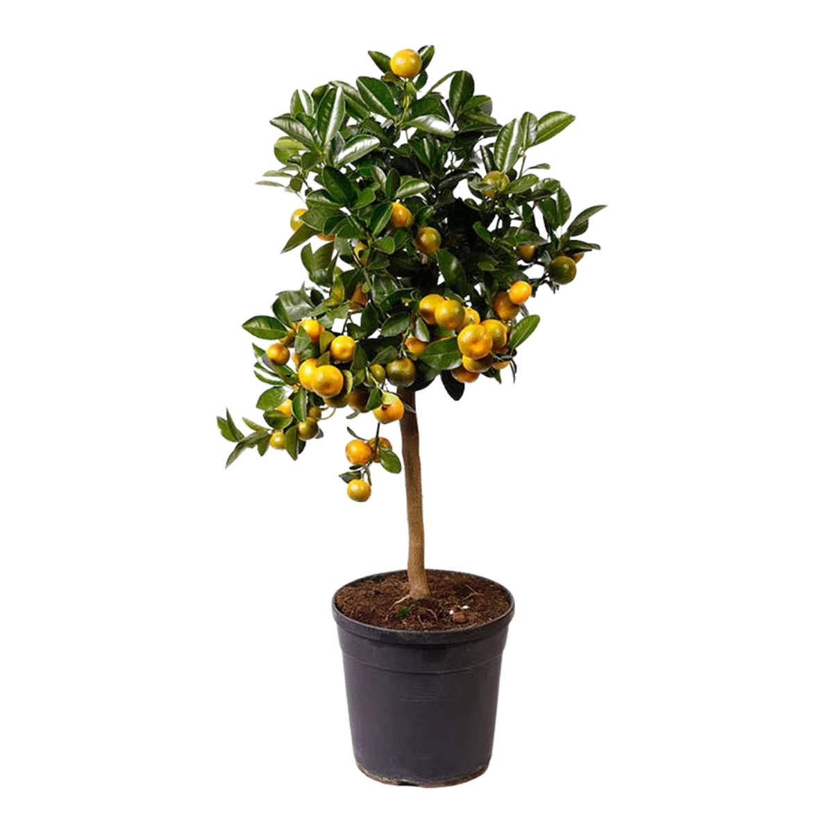 a small orange tree in a black pot