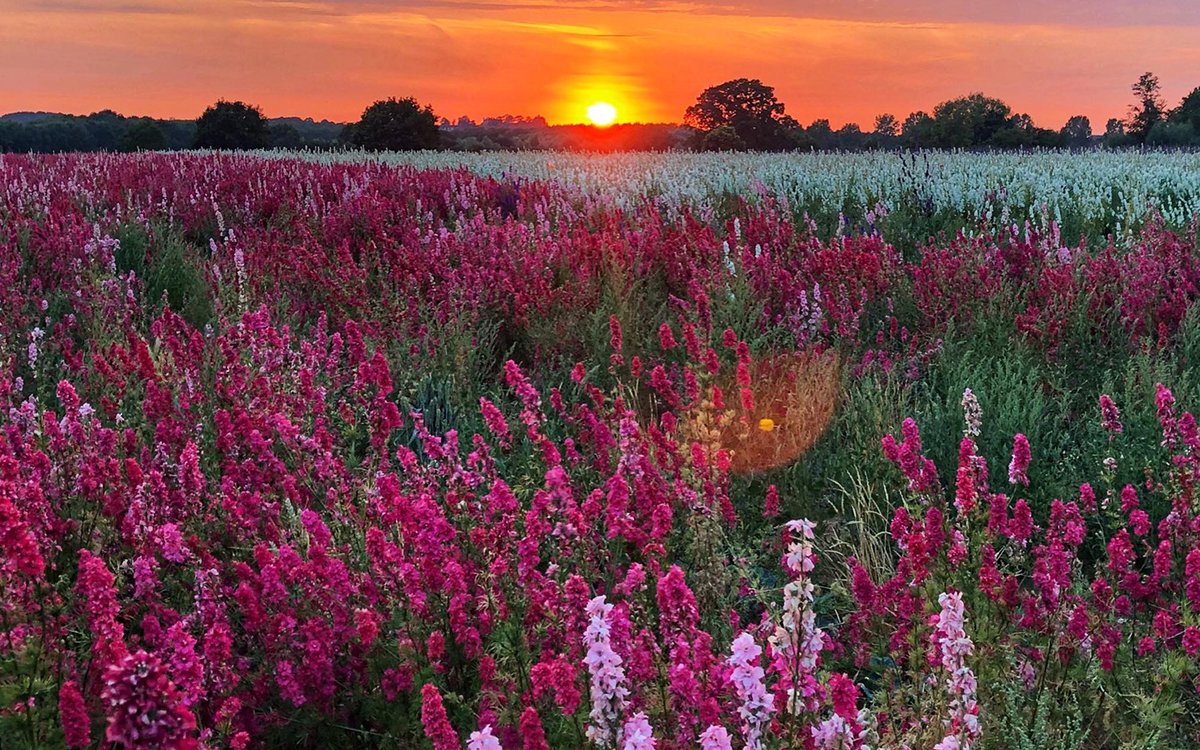 flower fields to visit