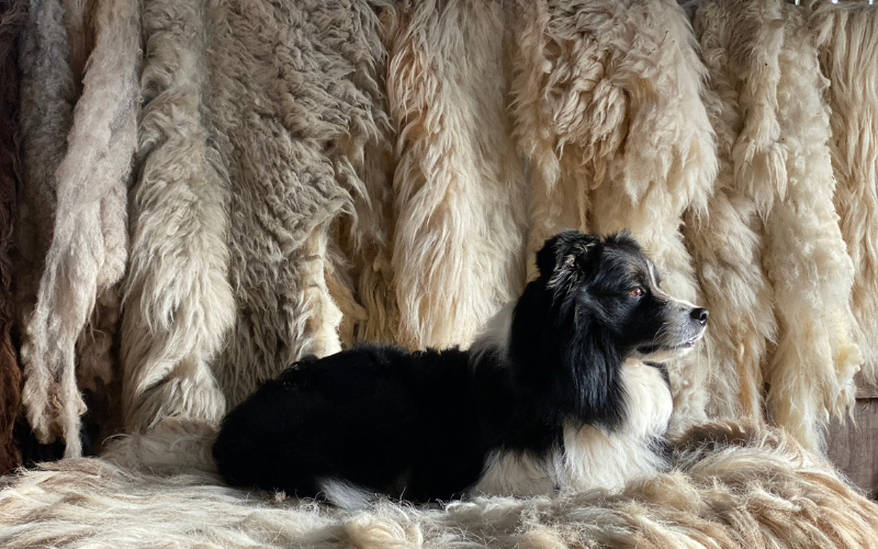 Shadow the sheepdog on Shackbalank Farm