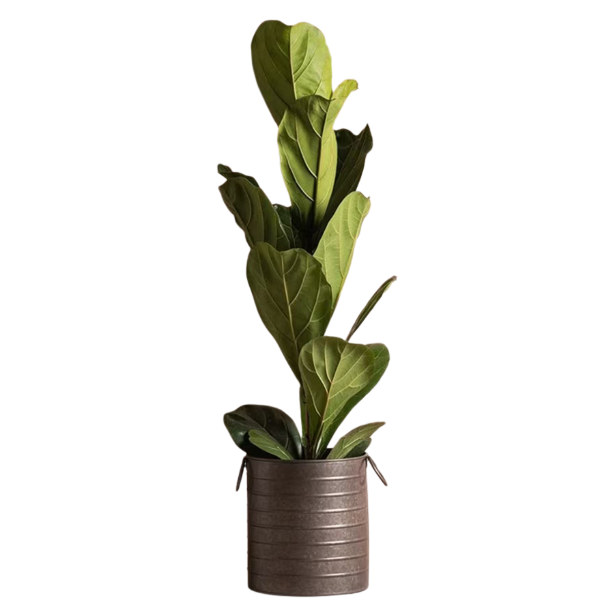 a large fiddle leaf fig plant in a metal pot