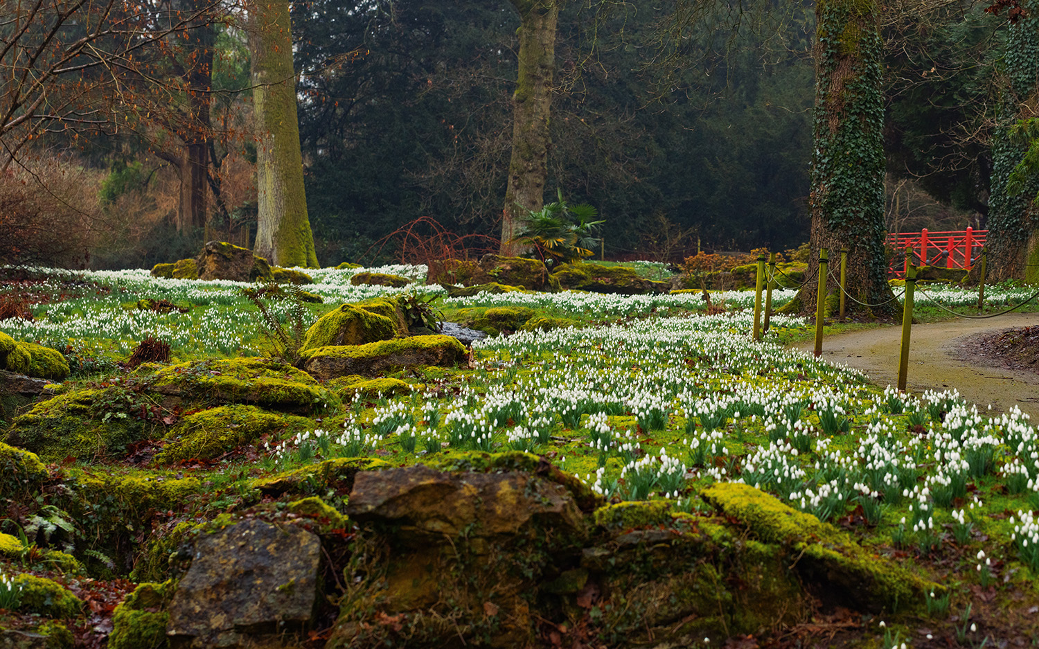 best places to see snowdrops