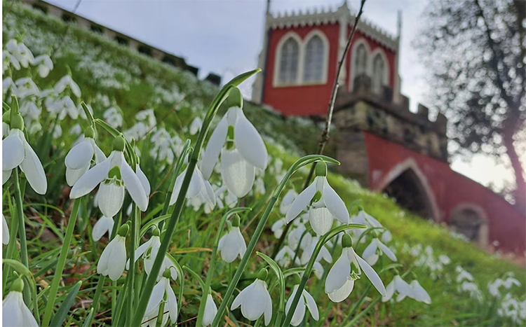 Snowdrops at Painswick Rococo Gardens