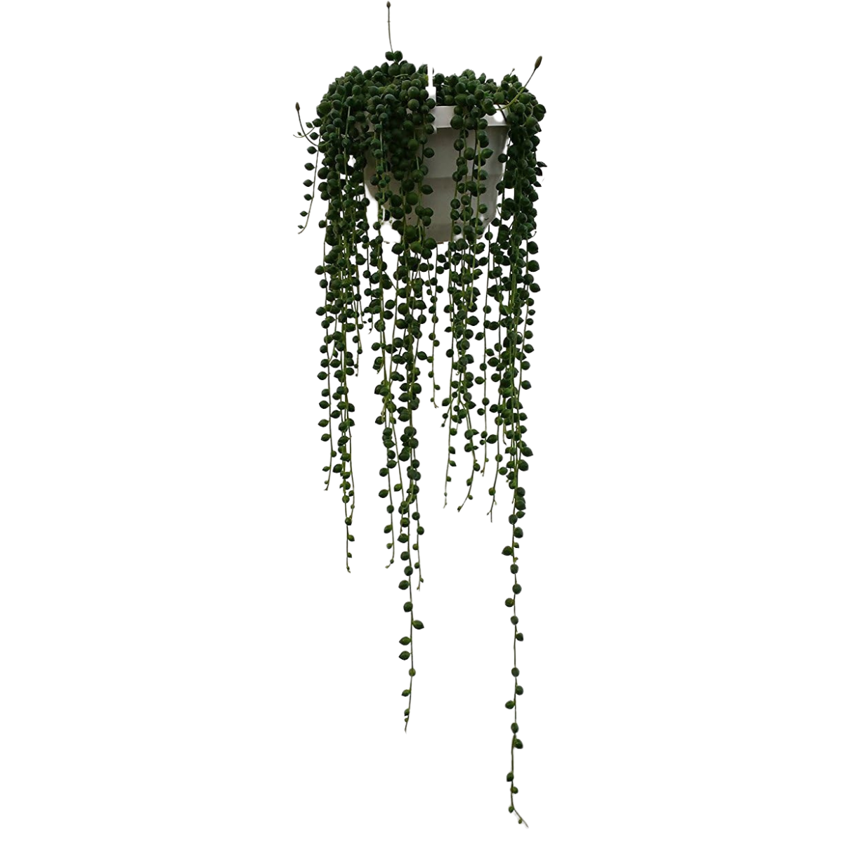 a long hanging string of pearls plant in a grey plastic pot