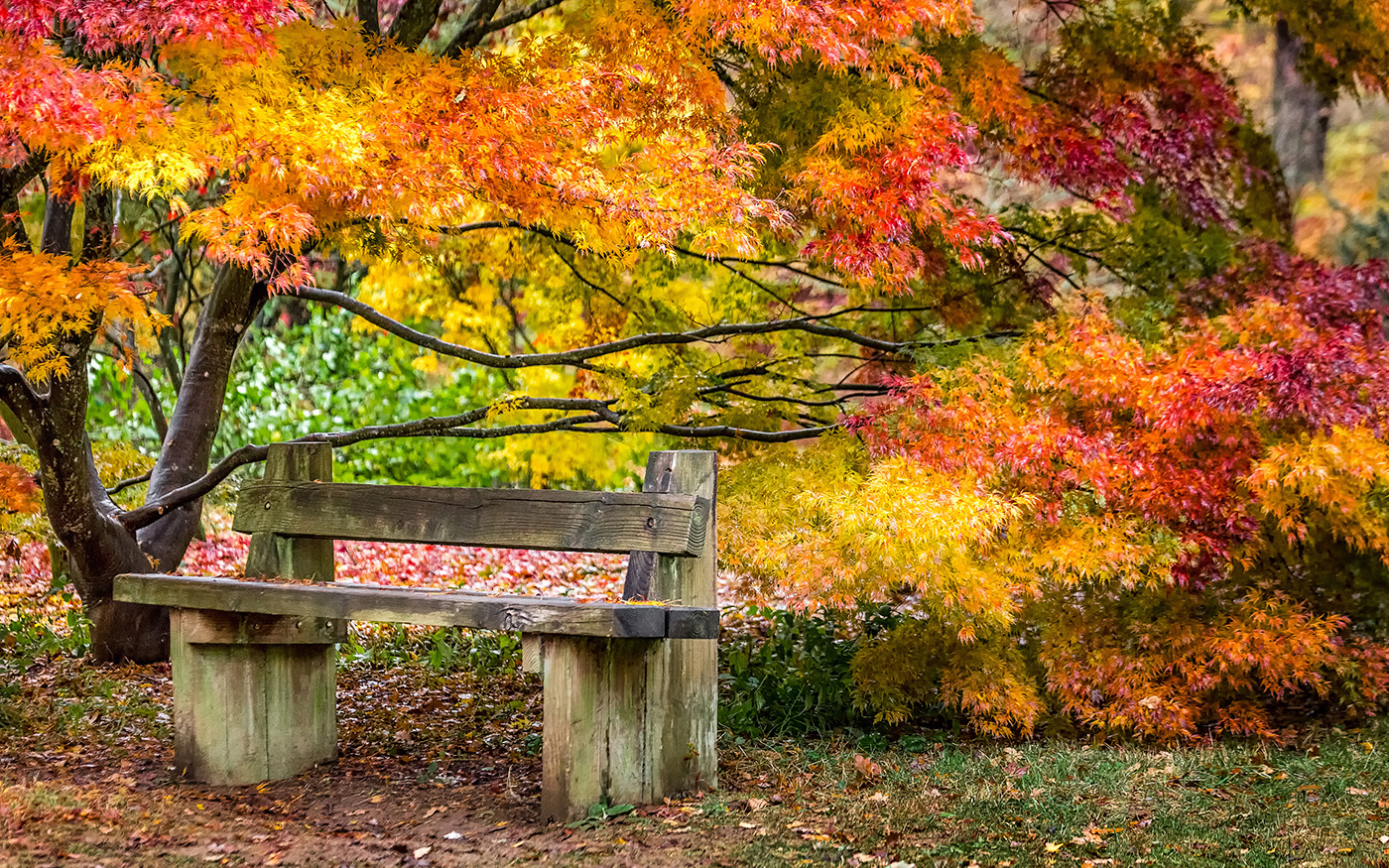 autumn colours