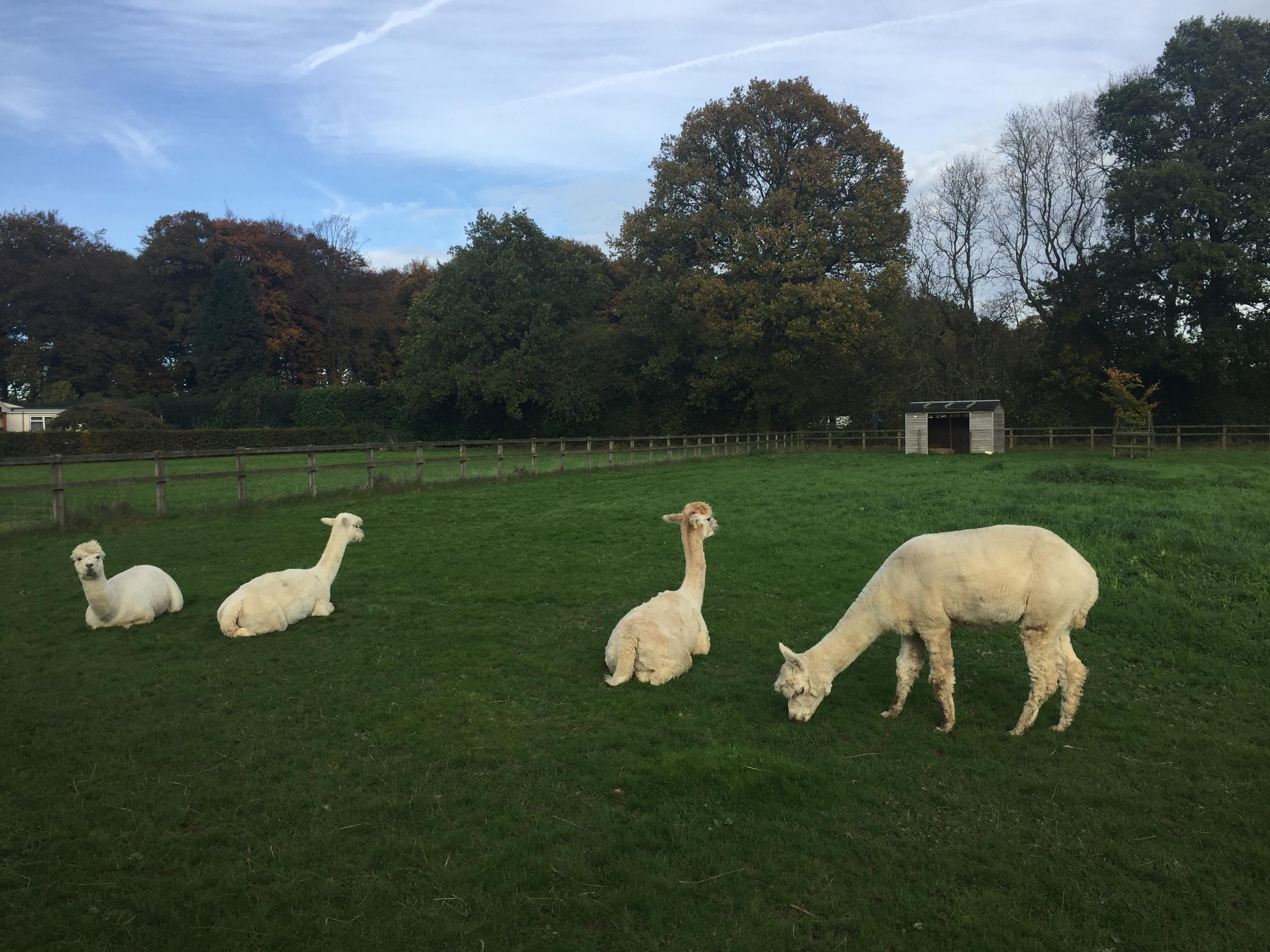 buckinghamshire