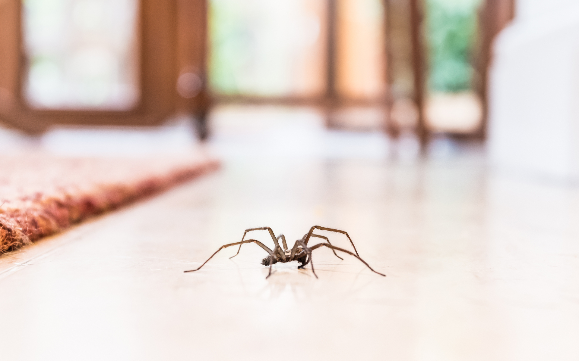 a common house spider on a pale floor in a home next to an orange rug