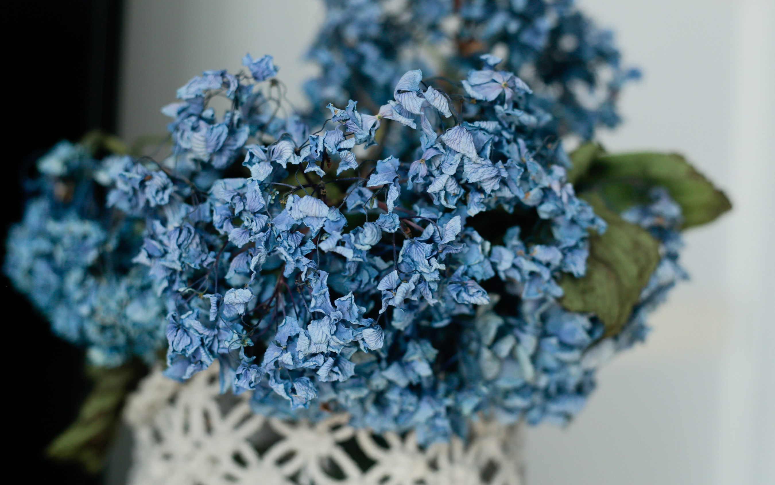 how to dry hydrangeas