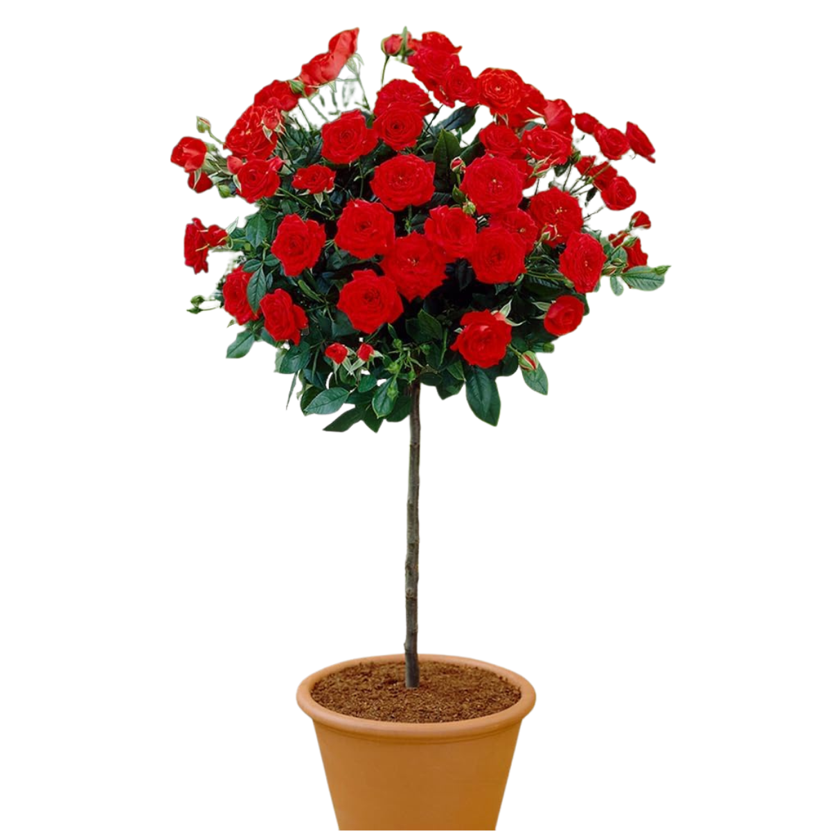 a tree rose in a terracotta pot