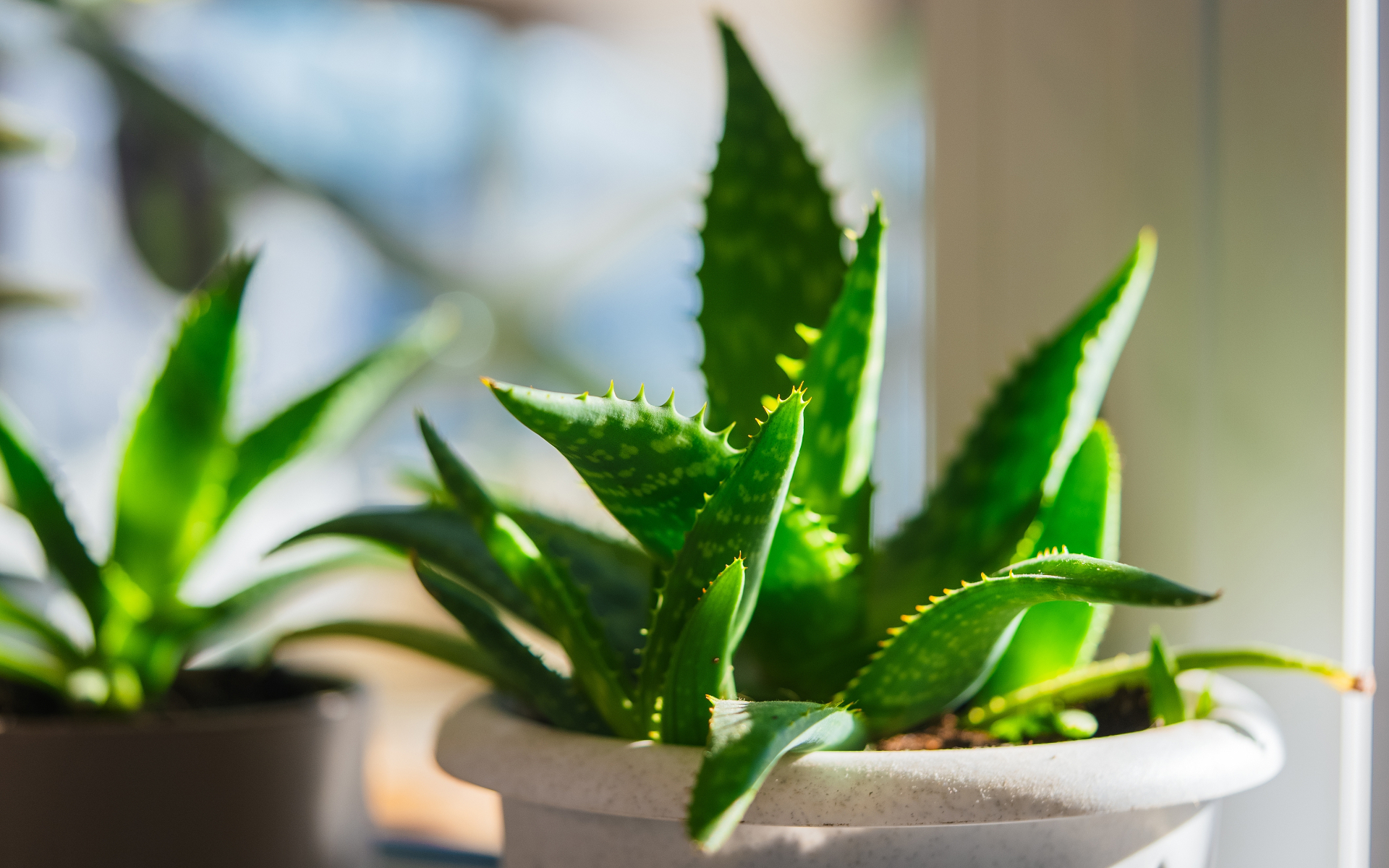 a close up of an aloe vera plant in a pale grey pot and another aloe vera plant out of focus in the background