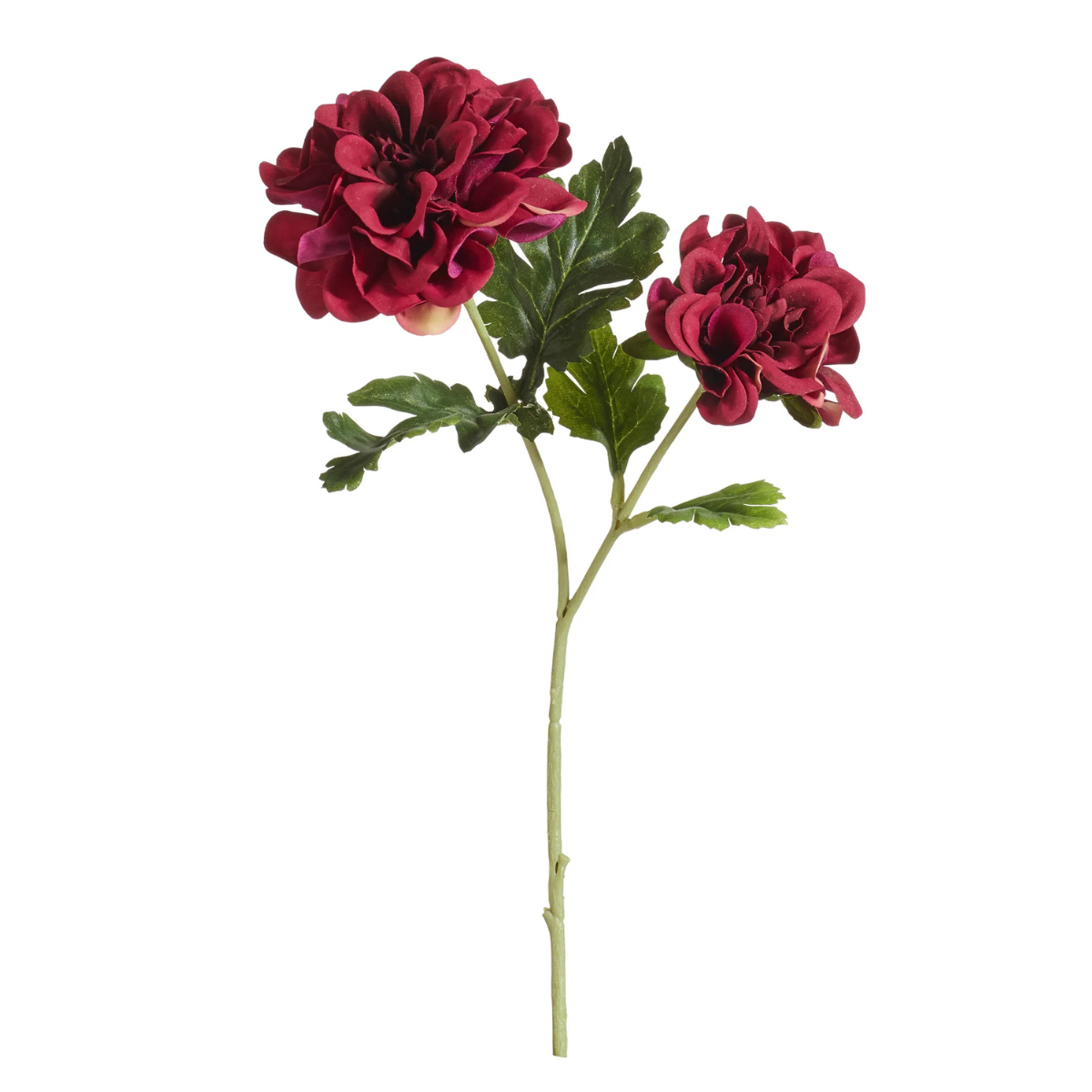 dark red dahlia