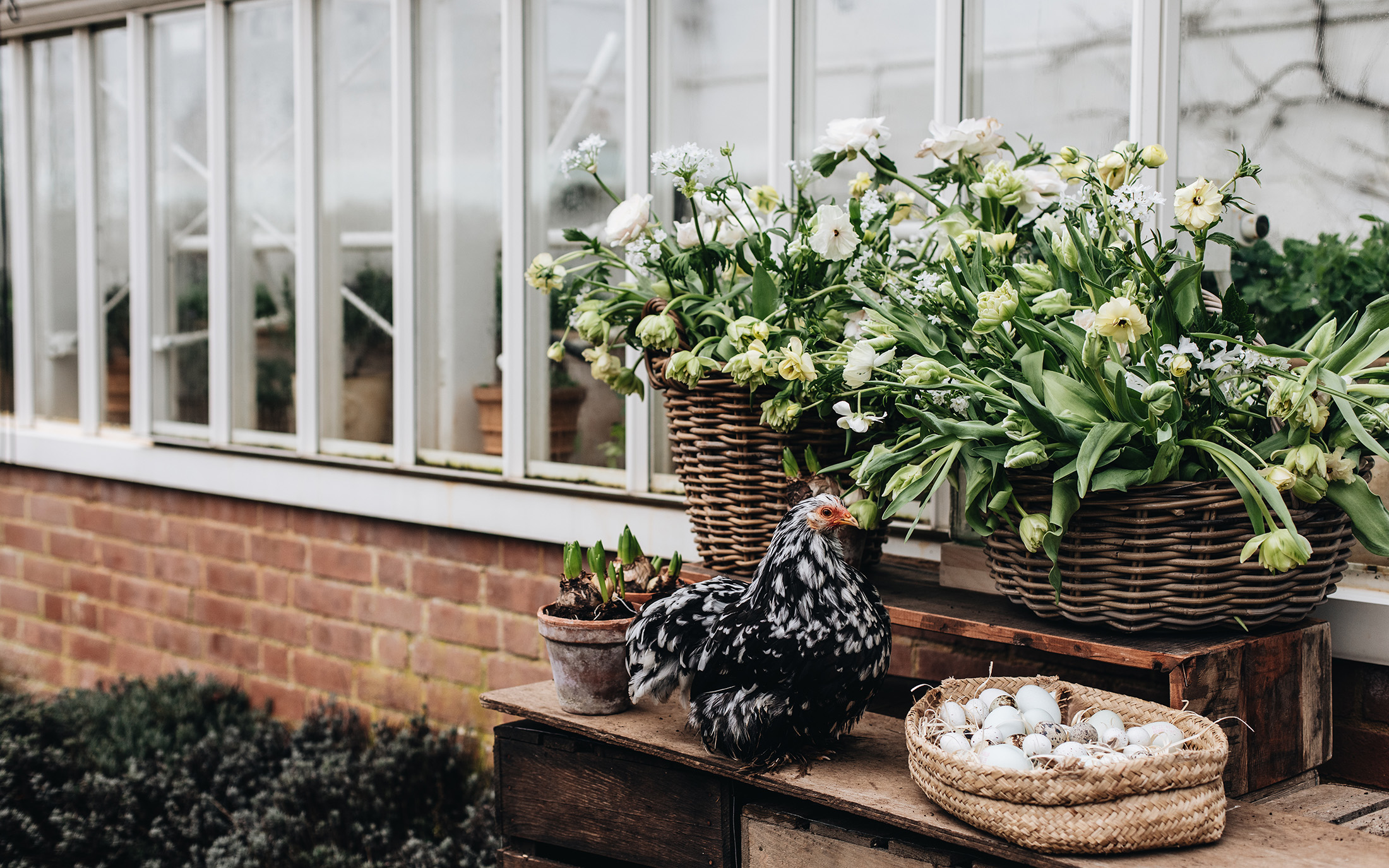chicken with flowers and plants