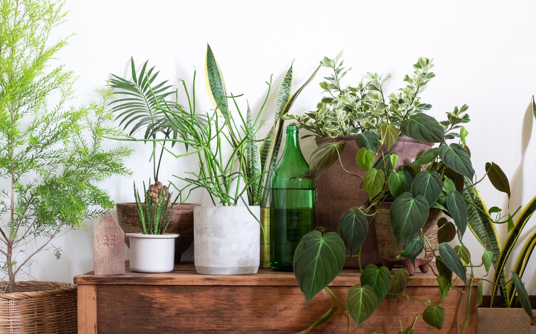 best house plants
