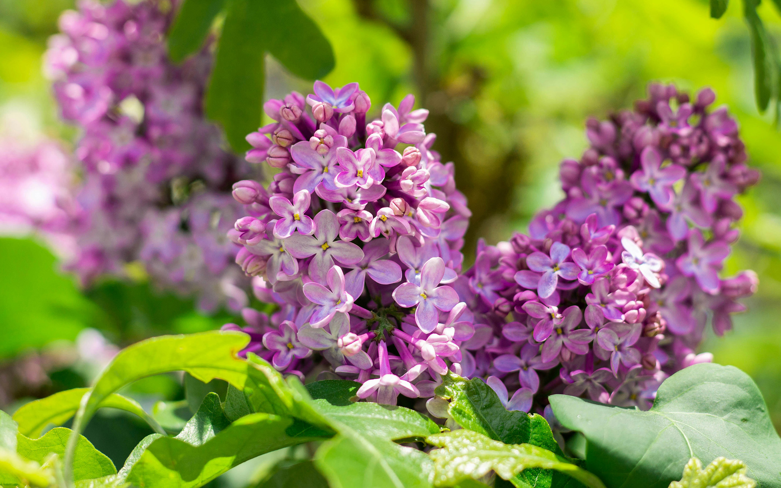 spring flowers