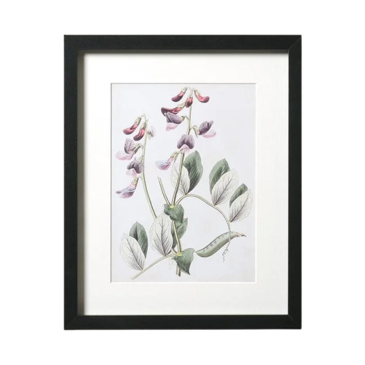 an antique style illustration of a flower in a black frame