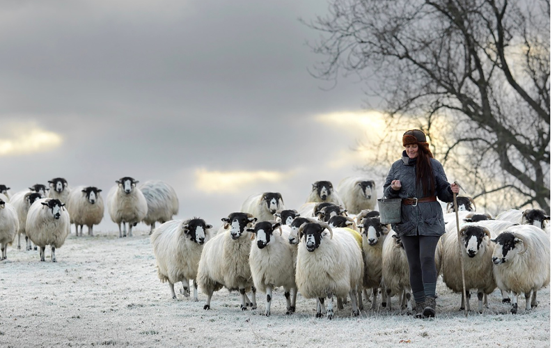 Alison O'Neill, Shepherdess and her Rough Fell flock