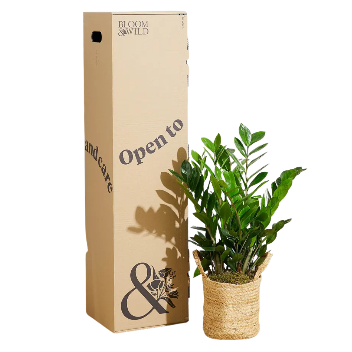 a zz plant in a sea grass basket with the large cardboard box next to it