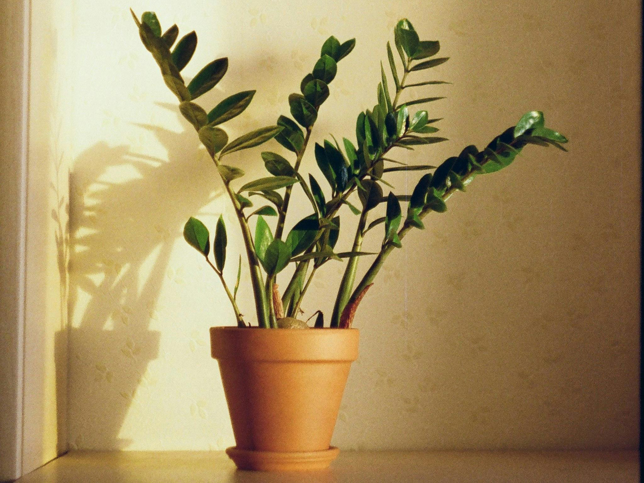 a zz plant in a terracotta plant pot against a beige wall