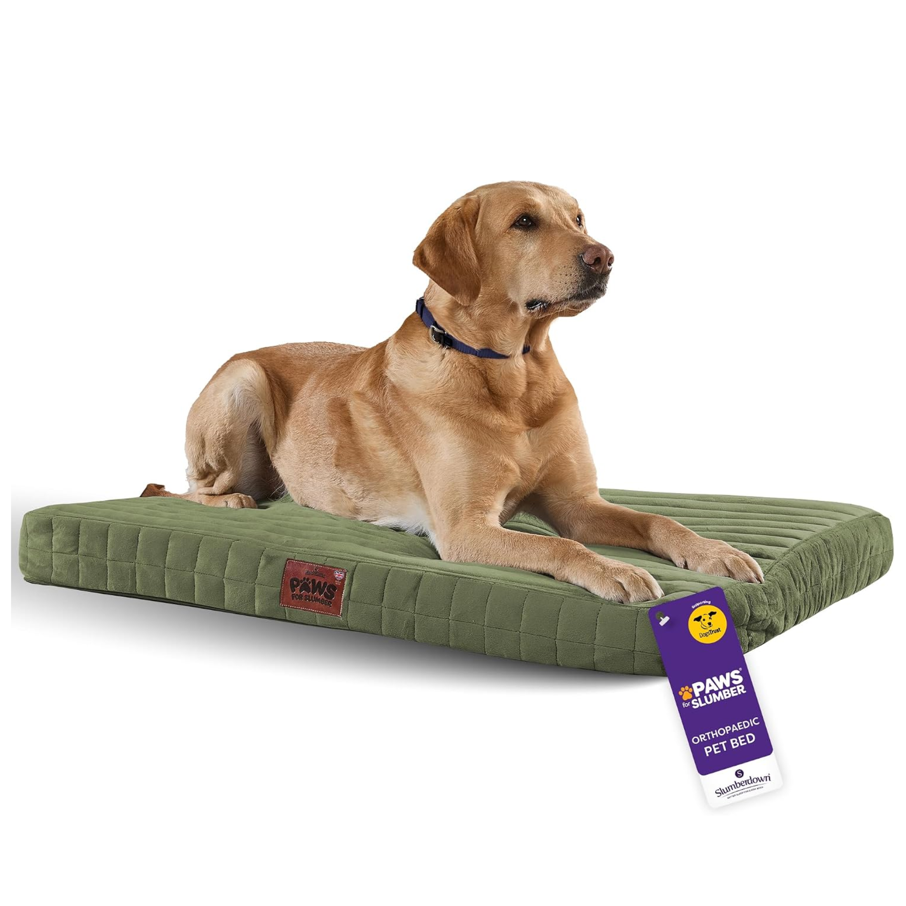 a green dog mattress bed with a golden labrador on top