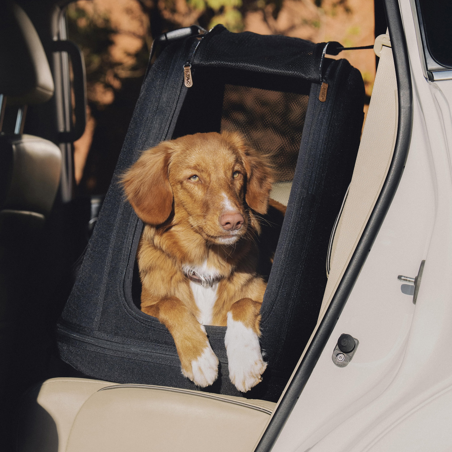 a brown fluffy dog in a tavo dog carrier on a car seat