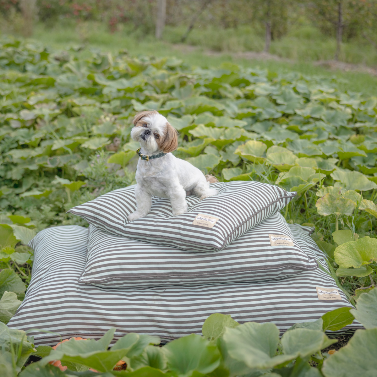 best dog beds