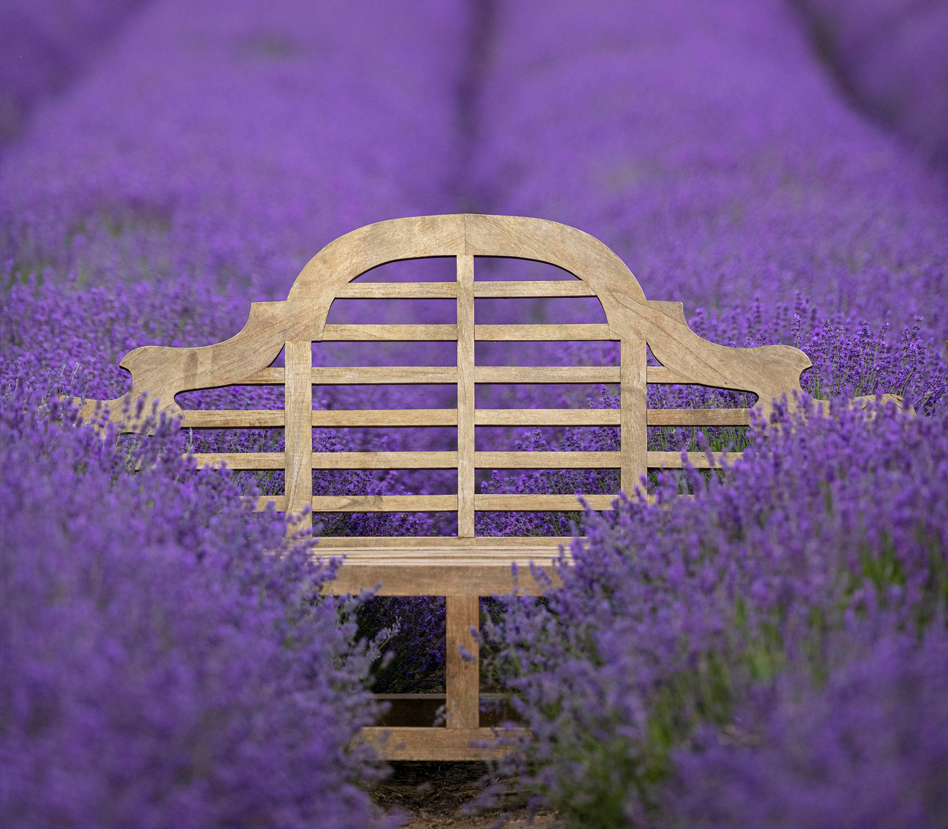 flower fields to visit