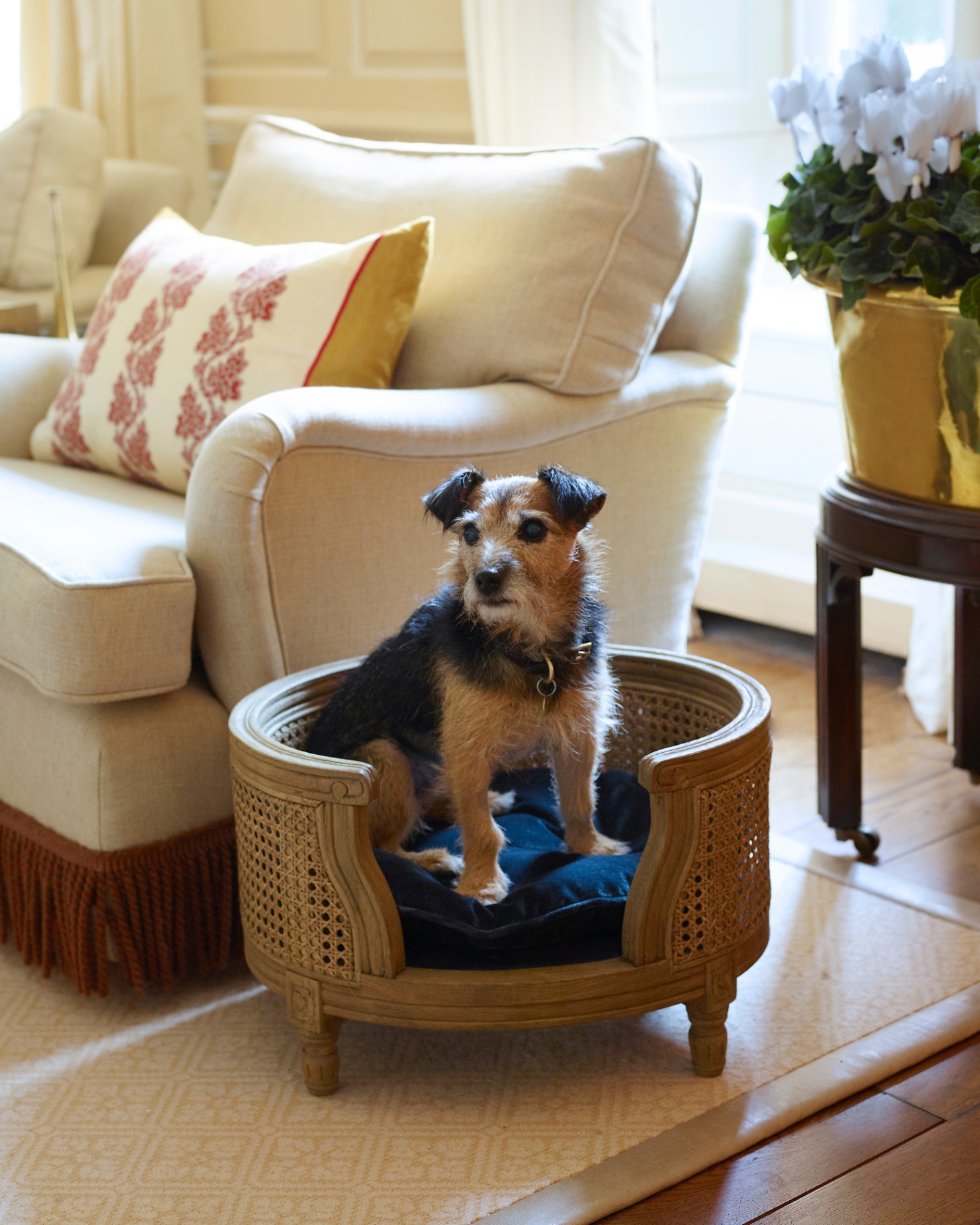 a long haired jack russel in a rattan bed in front of a cream sofa