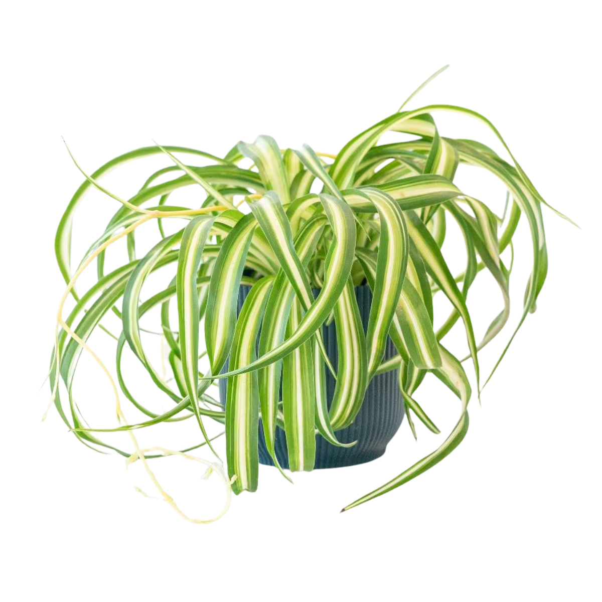 spider plant