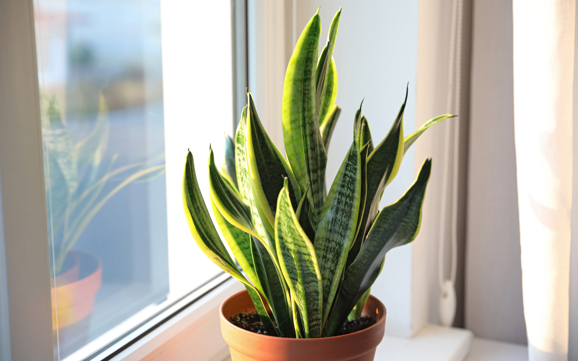 snake plant in a brown plastic pot on a window ledge
