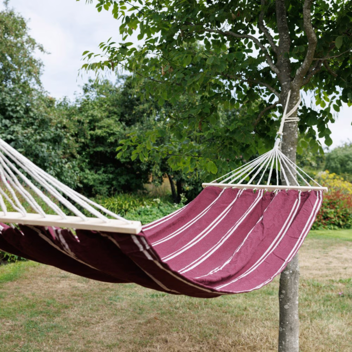 a dark red hammock with white stripes hung between two trees