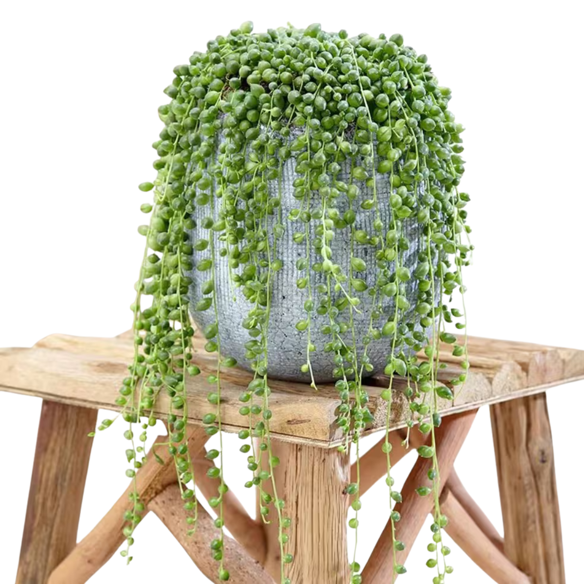 String of Beads Plant in a grey pot on a wooden stool