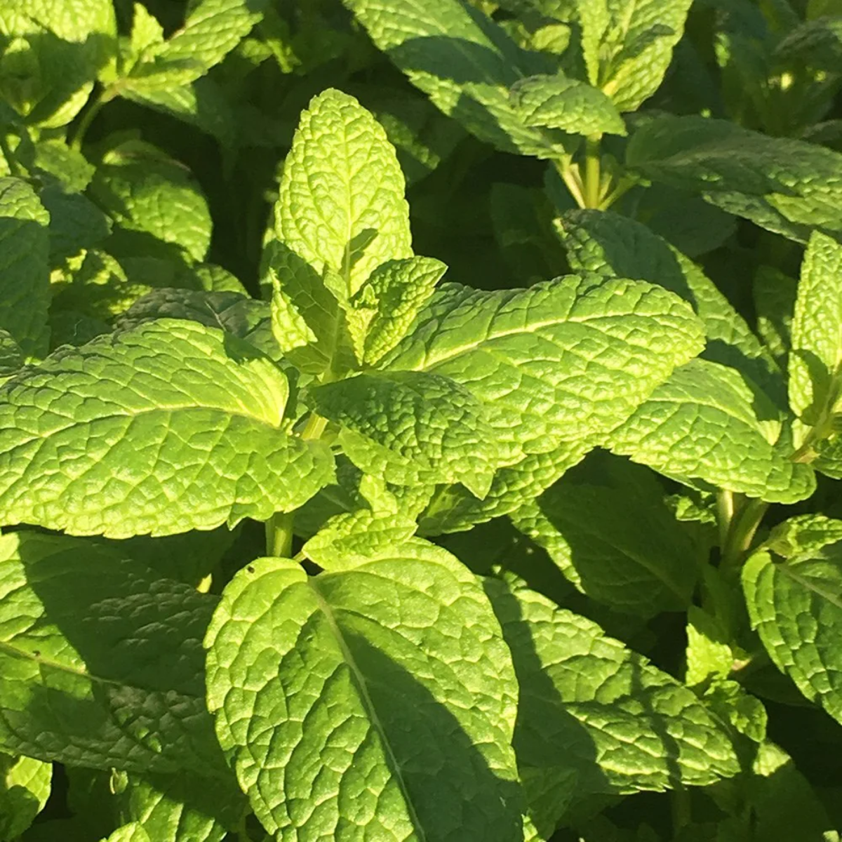 close up of a green garden mint plant