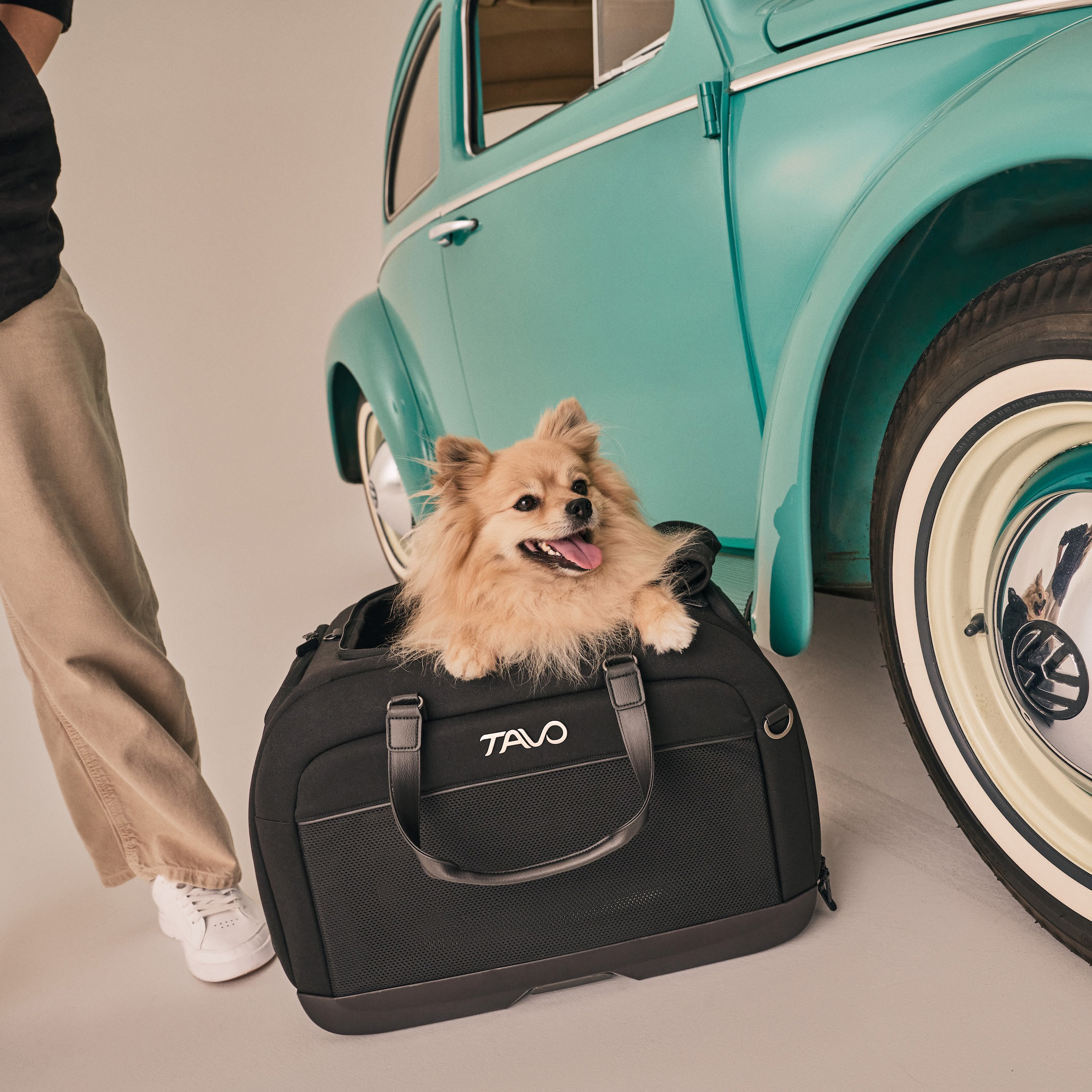 a chihuahua in a tavo pet carrier in front of a mint green car