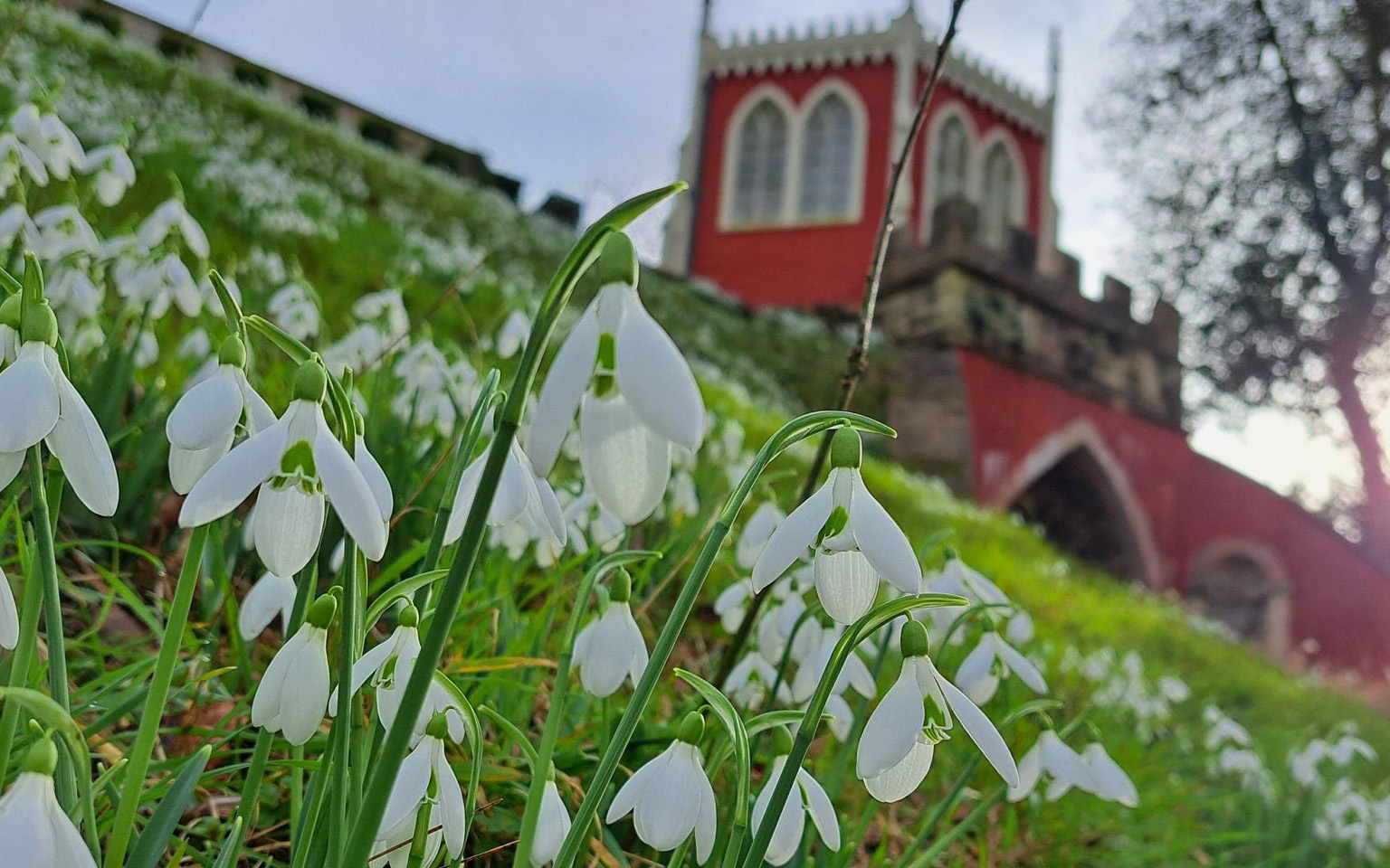 where to see snowdrops