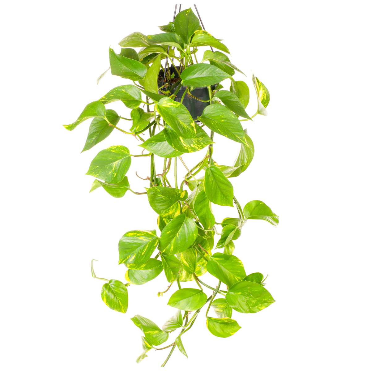 a trailing devils ivy plant in a black hanging pot